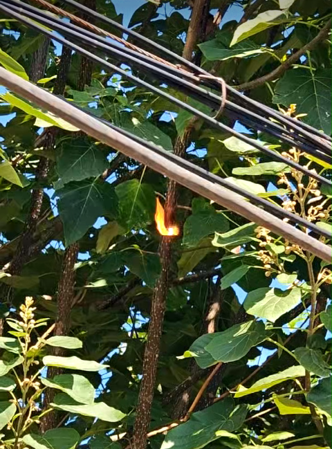 激光清障儀除樹(shù)障現(xiàn)場(chǎng) 激光清障儀除樹(shù)障現(xiàn)場(chǎng)